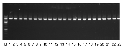 The NucleoSpin 96 Plasmid Transfection-grade kit provides reproducible yields