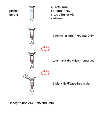 The NucleoSpin Virus procedure