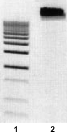 Purification of genomic DNA from enterobacteria with NucleoBond AXG 100