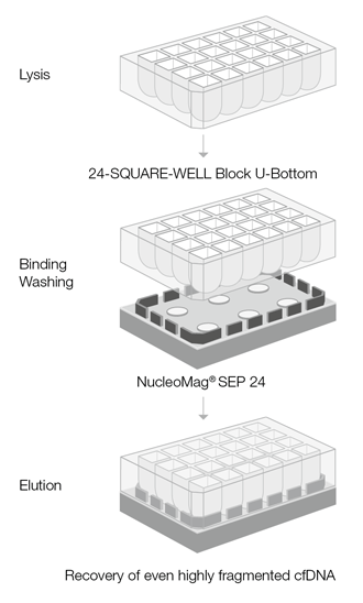 The NucleoMag cfDNA procedure