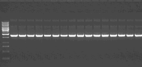 Consistent yields of plasmid DNA are obtained with the NucleoSpin 8 Plasmid kit