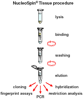 The NucleoSpin Tissue procedure