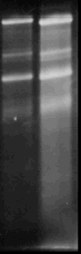 Urea/agarose gel electrophoresis of total RNA (acc. to Locker 1979)