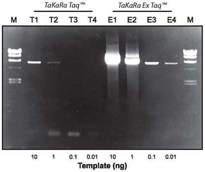 Amplification of a 6 kb Target from E.coli Genomic DNA with either TaKaRa Taq or TaKaRa Ex Taq DNA Polymerase.