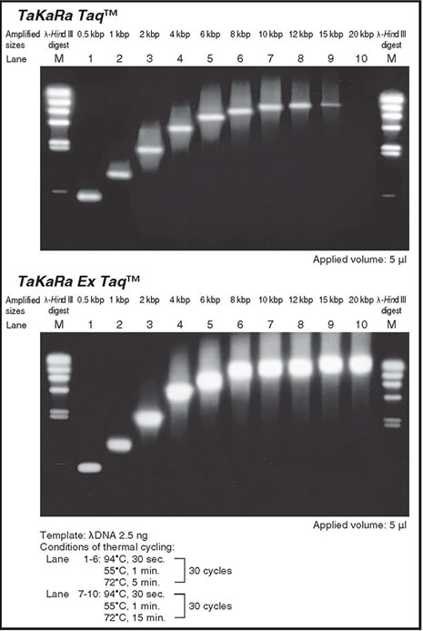 Amplification of various size fragments from a lambda DNA template with either Takara Taq or Takara Ex Taq DNA Polymerase