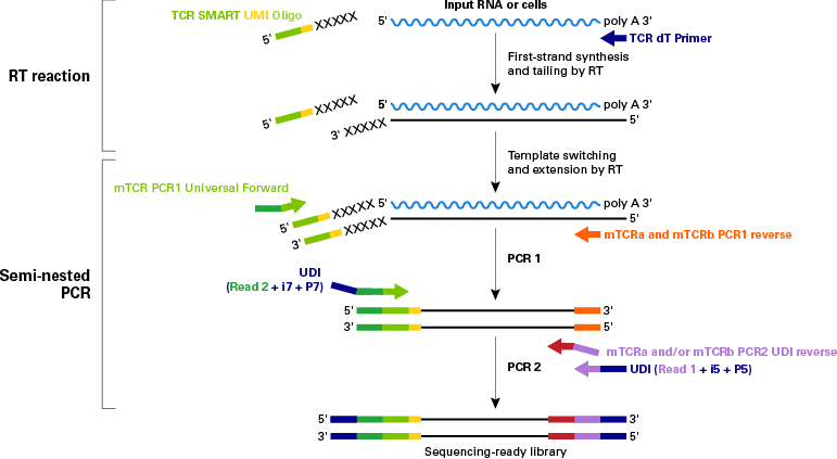 Schematic illustration of the SMART technology underlying SMART-Seq Mouse TCR (with UMIs)