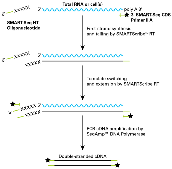 Schematic of technology in SMART-Seq mRNA HT (equivalent replacement for the SMART-Seq HT Kit)