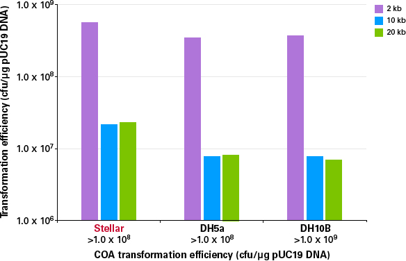 Stellar Competent Cells provided transformation efficiencies equivalent to or better than those obtained using DH5α or DH10B competent cells