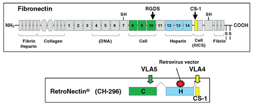 Structure of fibronectin and RetroNectin reagent