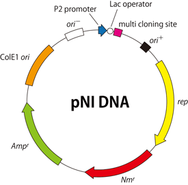 Vector Map of pNI DNA (Cat. # HB131)