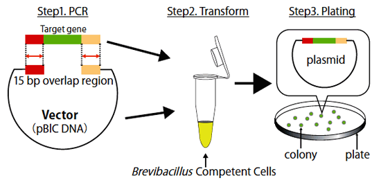 Overview of the Brevibacillus in vivo Cloning (BIC) method