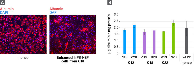 Albumin is present in enhanced hiPS-HEP cells through 20 days in culture.