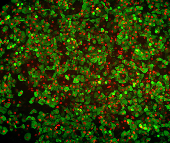 Cellartis beta cells were fixed 14 days post-thaw and co-stained for C-peptide (green) and MAFA (red).