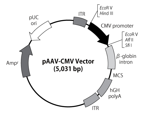 pAAV-CMV vector map