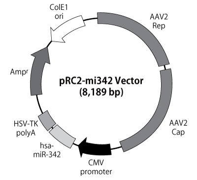 pRC2-mi342 vector map