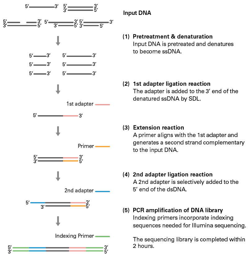 ssDNA-Seq Kit protocol overview