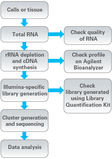 A typical RNA-seq workflow